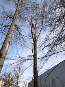 Baumschnitt in Klettertechnik von Ralf Stark Gartenbau in Gilching