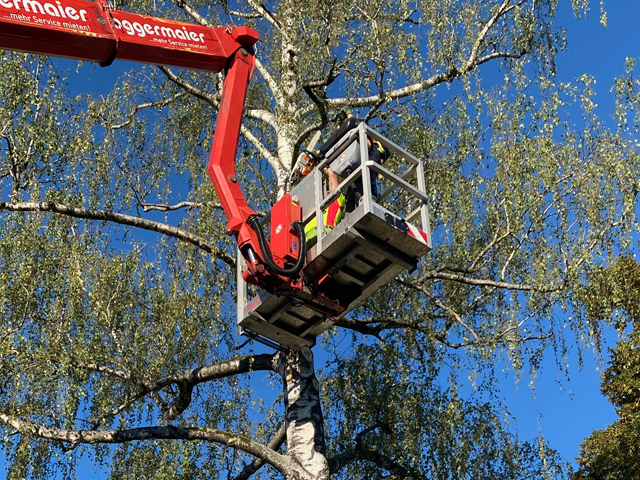 Baumschnitt mit Hebebühne Raum München