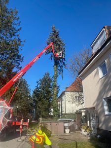 Spezialbaumfällung mit Hebebühne