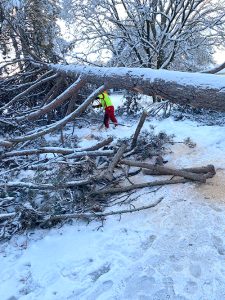 Spezialbaumfällung auch im Winter Raum München
