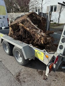 Wurzelstock Entfernung Baum bei München und Umgebung